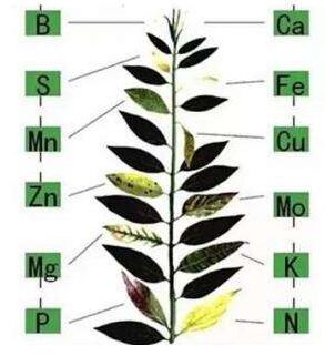 醫用草莓视频官网污分析微量元素對作物生長的作用